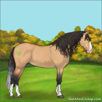 Horse Color:Bay Dun Splash 