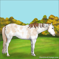 Horse Color:White Spotted Red Dun Roan Splash Brindle 