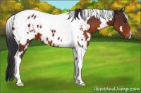 Horse Color:White Spotted Bay Tobiano Near Leopard 