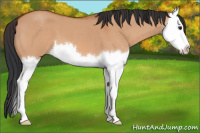 Horse Color:Bay Roan Dun Splash 