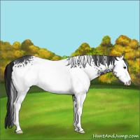 Horse Color:White Spotted Black