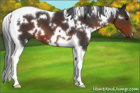 Horse Color:White Spotted Brown Tobiano 