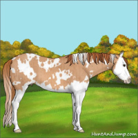 Horse Color:White Spotted Red Dun Splash Brindle 