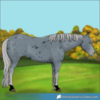 Horse Color:ERROR: UNKNOWN ANOMALY