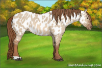 Horse Color:Red Dun Near Leopard Rabicano 