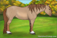 Horse Color:Red Dun Rabicano