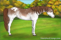 Horse Color:White Spotted Red Roan Varnish