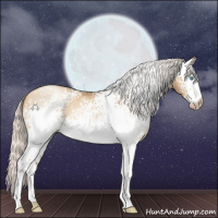 Horse Color:Gray White Spotted Silver Amber Cream Champagne Pearl Appaloosa Rabicano 