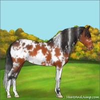 Horse Color:White Spotted Brown Appaloosa 