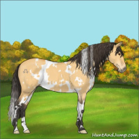 Horse Color:White Spotted Buckskin Dun 