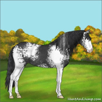 Horse Color:White Spotted Black Appaloosa Rabicano 