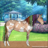 Horse Color:Painted White Spotted Sable Champagne Appaloosa 