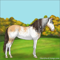 Horse Color:White Spotted Sable Cream Champagne 