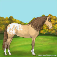 Horse Color:Amber Cream Champagne Appaloosa 