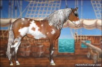 Horse Color:White Spotted Silver Bay Frame Appaloosa Rabicano 