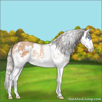 Horse Color:White Spotted Silver Amber Champagne Splash 