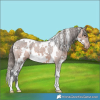 Horse Color:White Spotted Brown Appaloosa 