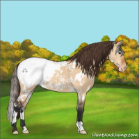 Horse Color:White Spotted Bay Dun Appaloosa 