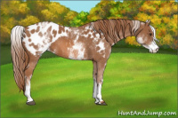 Horse Color:White Spotted Chestnut Blanket