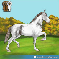 Horse Color:White Spotted Liver Chestnut Tobiano 
