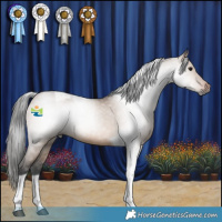 Horse Color:Gray Bay Dun Tobiano
