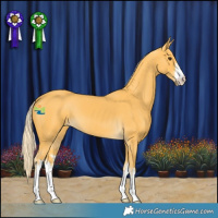 Horse Color:White Spotted Palomino 