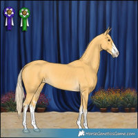Horse Color:White Spotted Palomino 