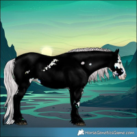 Horse Color:Watercolor Chocolate Palomino Onyx Sabino Appaloosa 