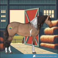 Horse Color:Bay Dun Tobiano 
