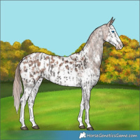 Horse Color:Liver Chestnut Sabino Splash Near Leopard  and Chestnut Sabino Splash Near Leopard 