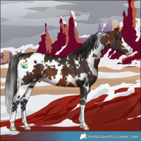 Horse Color:White Spotted Bay 