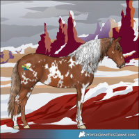 Horse Color:White Spotted Chestnut 