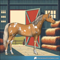 Horse Color:White Spotted Palomino 