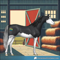 Horse Color:Black Splash 