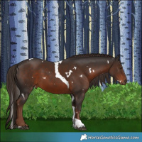 Horse Color:White Spotted Liver Chestnut Tobiano 