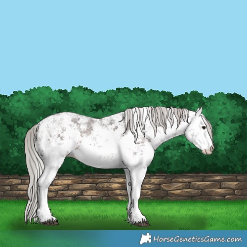 Horse Color:White Spotted Silver Brown Ice Sabino 
