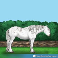 Horse Color:White Spotted Silver Brown Ice Sabino 