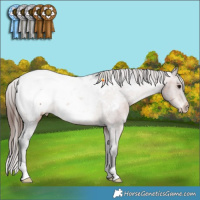 Horse Color:Brown Appaloosa 