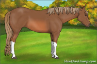 Horse Color:Chestnut 