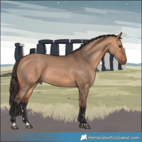 Horse Color:Bay Dun Rabicano 