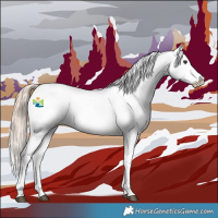 Horse Color:Red Dun Tobiano Appaloosa 