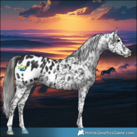 Horse Color:Black Appaloosa 