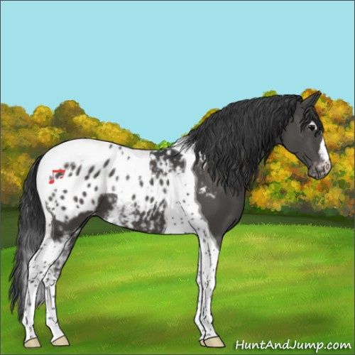 Horse Color:White Spotted Black Tobiano Appaloosa 