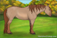 Horse Color:Red Dun Rabicano 