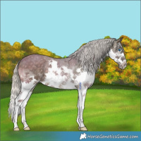 Horse Color:Silver Smoky Black Splash Frame 