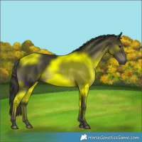 Horse Color:Smoky Black 