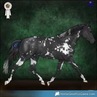 Horse Color:White Spotted Black