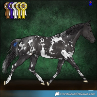 Horse Color:White Spotted Smoky Black