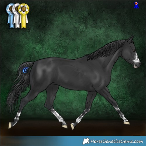 Horse Color:Black 