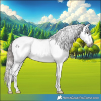 Horse Color:Gray White Spotted Bay Appaloosa 